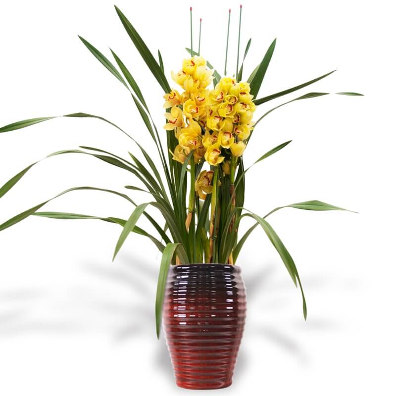 Cymbidium (Yellow) Princelandscape