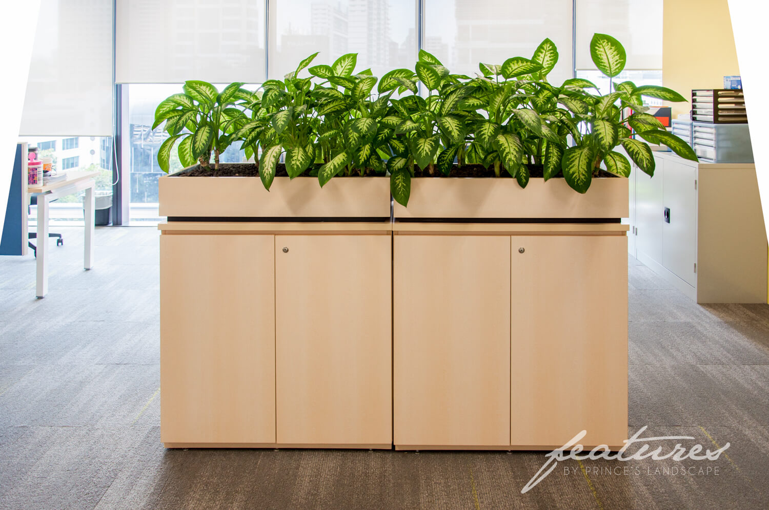 Corporate Plant Rental 10 Prince