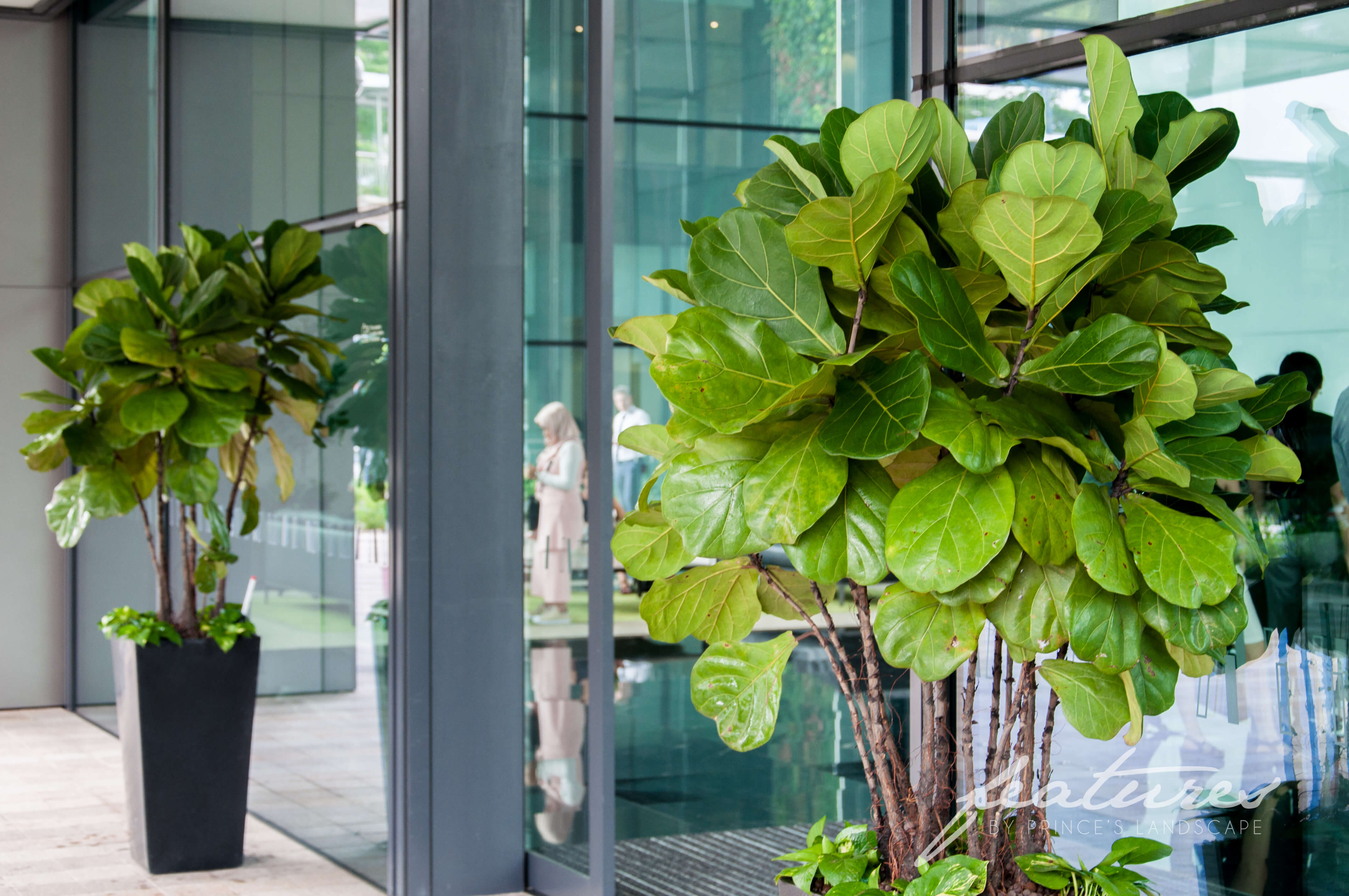 Corporate Plant Rental 14 Prince's Landscape & Construction