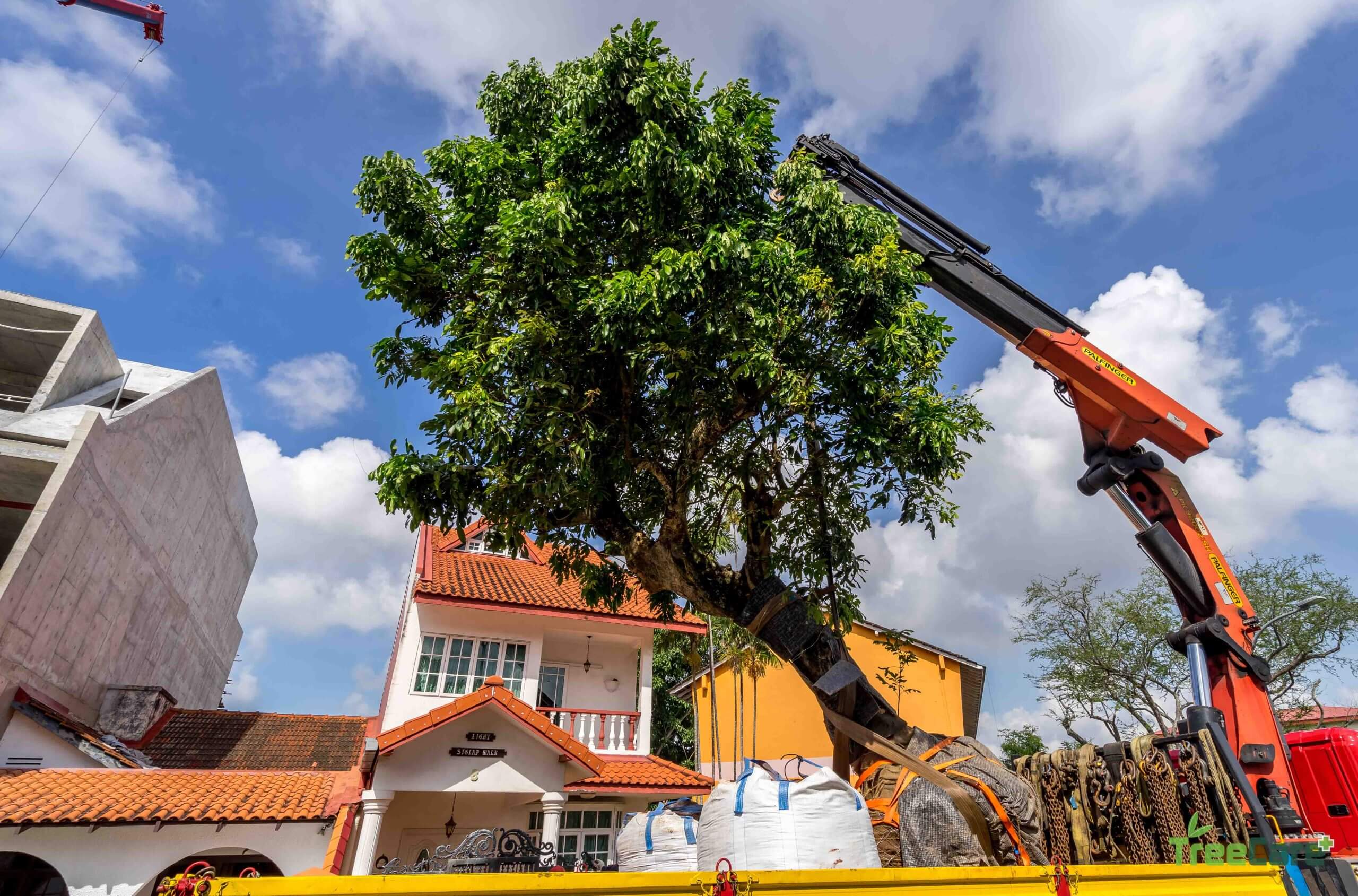 climbing high tree service