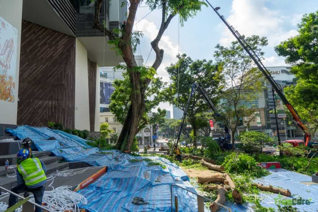 Tree Cutting, Pruning, Removal & Planting Services in Singapore