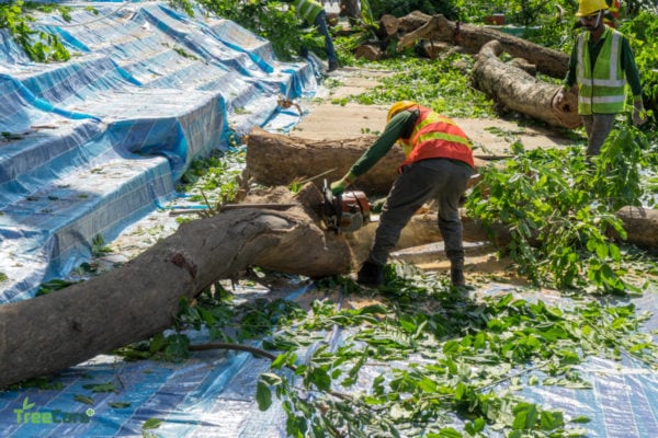 Tree Cutting, Pruning, Removal & Planting Services in Singapore