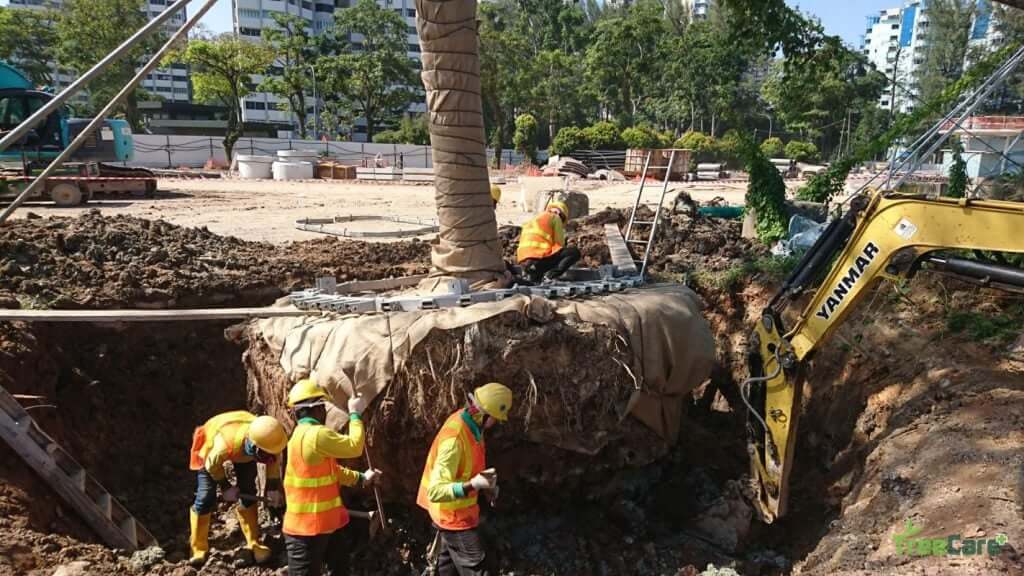 Tree Cutting, Pruning, Transplanting &amp; Removal Services SG