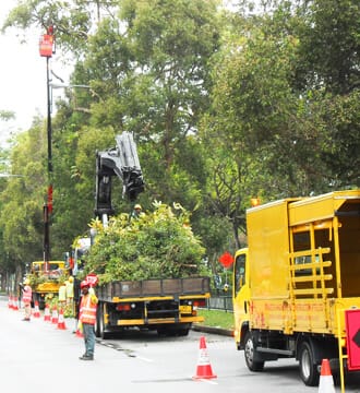 When It S Time To Remove A Tree From Your Yard It S Important You