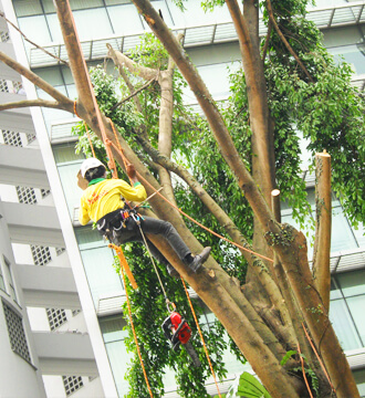 Tree cutting Singapore