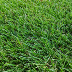 Carpet Grass (Zoysia matrella)