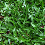 Cow Grass (Axonopus compressus)