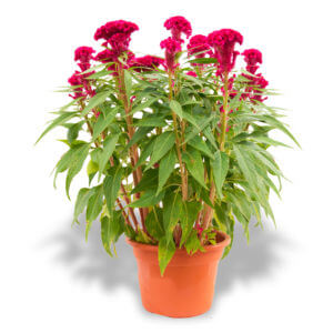 Chinese New Year flowers and plants Cockscomb Pink