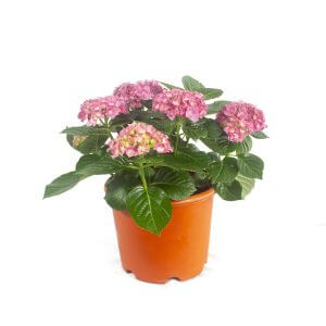 Hydrangea macrophylla pink
