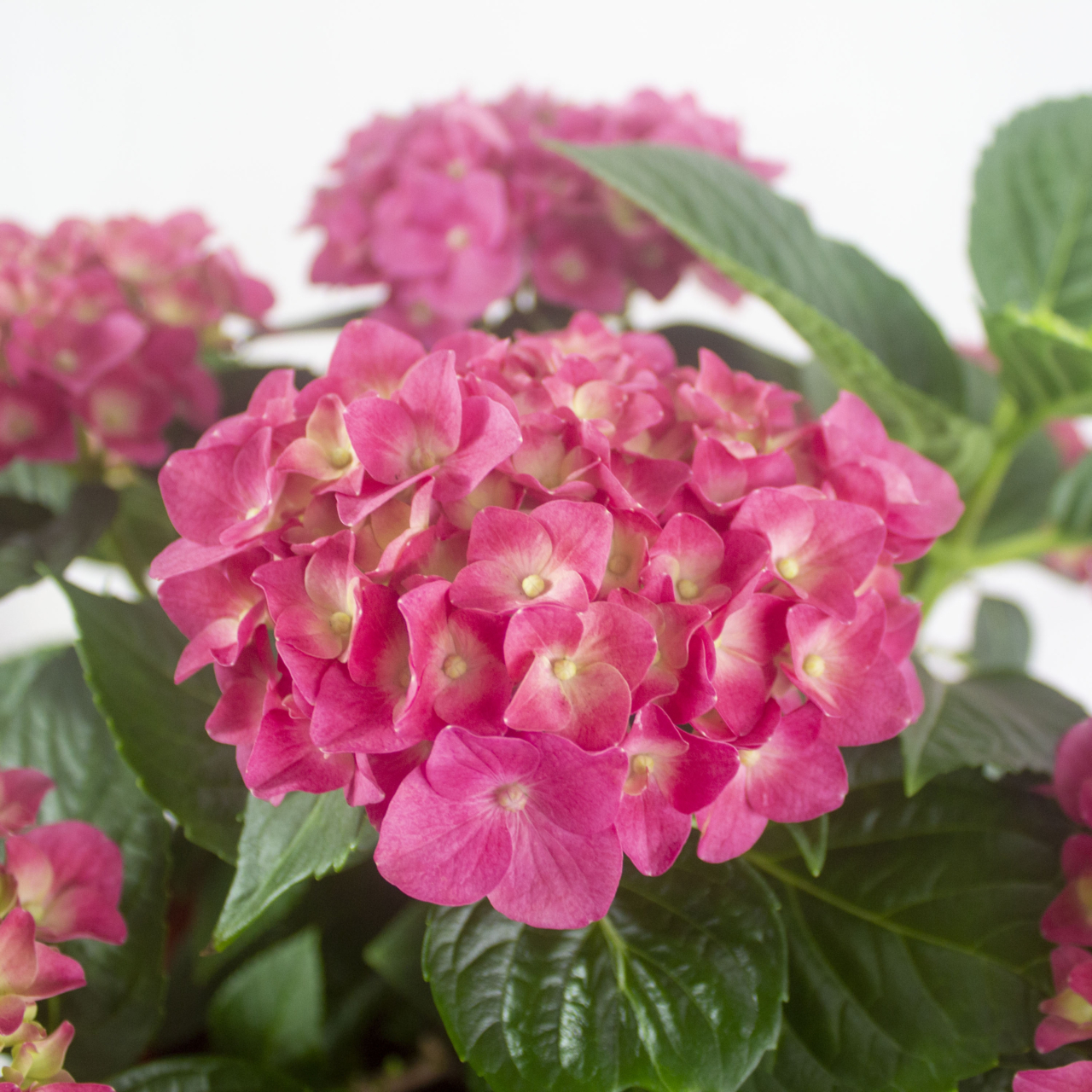 Hydrangea Macrophylla Prince's Landscape Pte. Ltd.