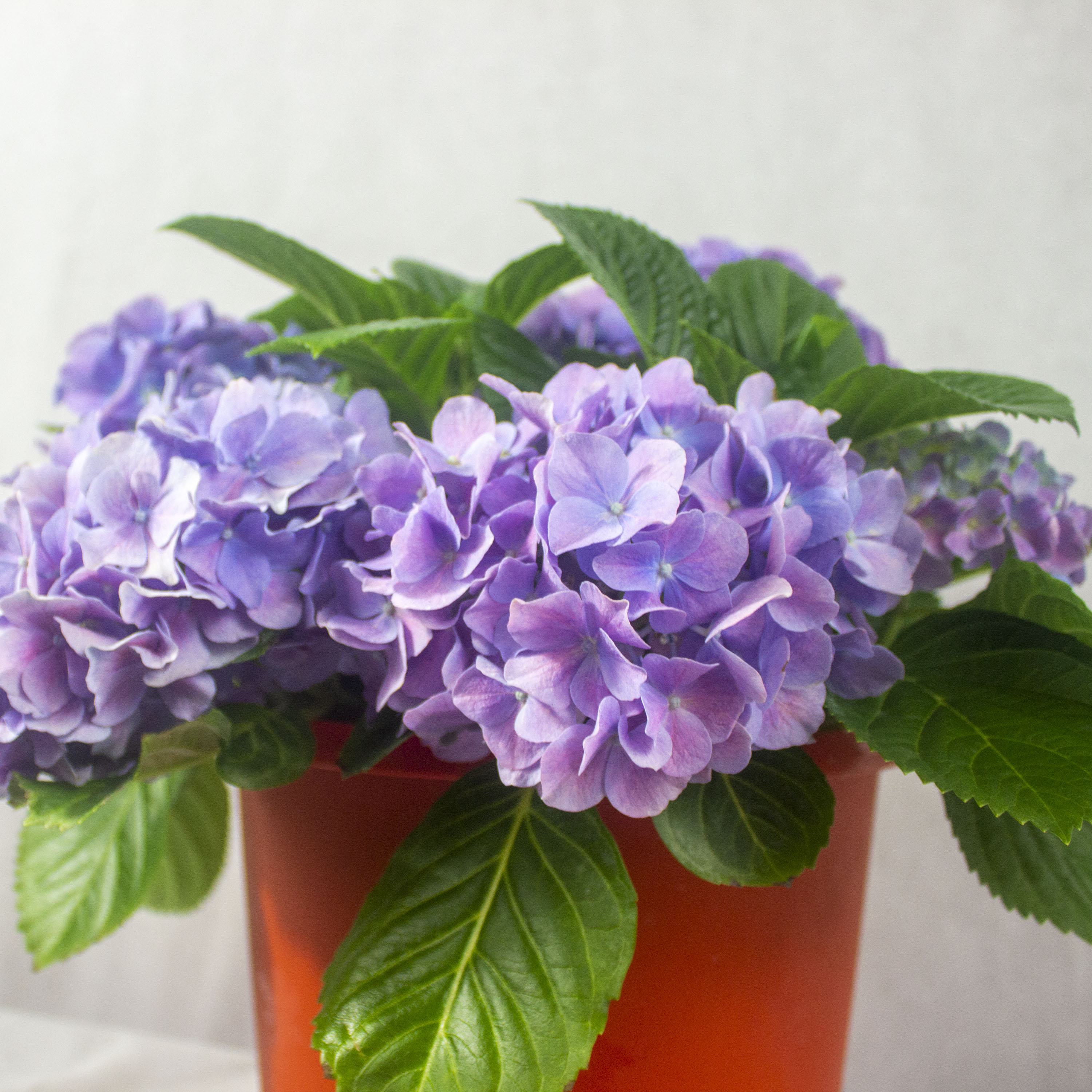 Hydrangea macrophylla Prince's Landscape Pte. Ltd.