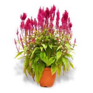 Chinese New Year flowers and plants plume celosia red