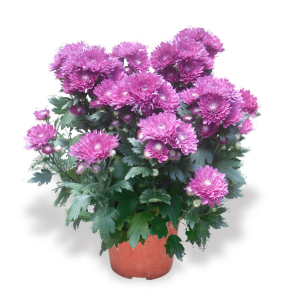 Chrysanthemum Purple Prince's Landscape Pte. Ltd.