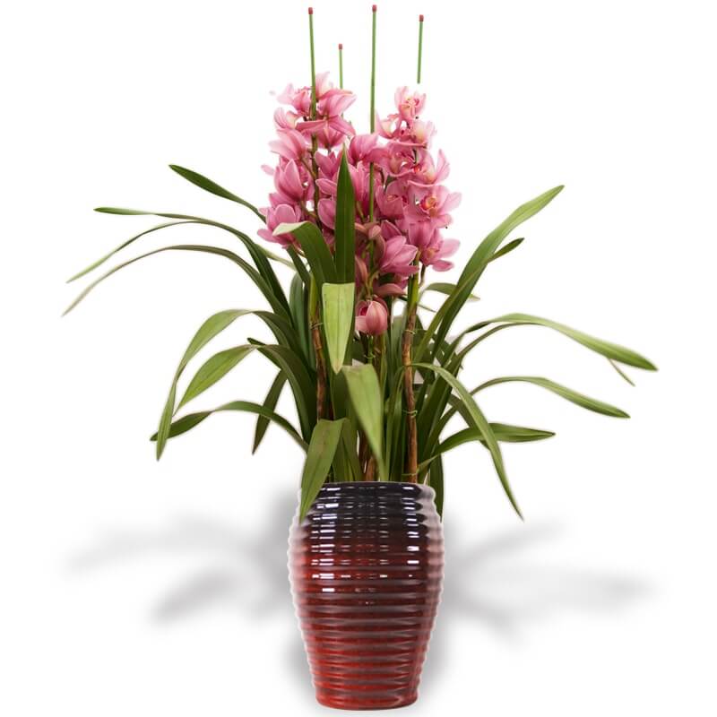 Pink Cymbidium w/ Ceramic Pot Prince's Landscape Pte. Ltd.