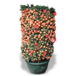 Chinese New Year CNY lucky plants mandarin orange