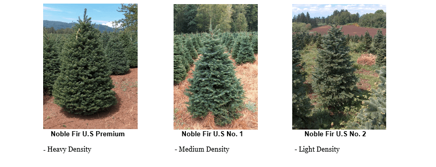 Real Christmas tree Noble Fir U.S Premium