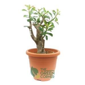 Adenium obesum Pink