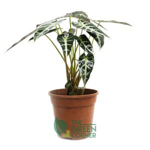 Alocasia amazonica | Prince's Landscape
