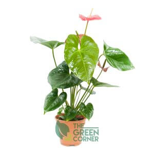 Anthurium andraeanum Red