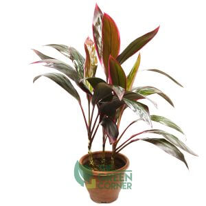 Cordyline fruticosa 'Inscripta' | The Green Corner