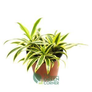 Dracaena reflexa 'Song of India' - The Green Corner