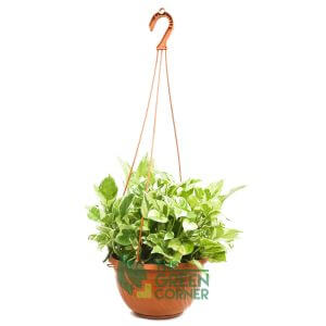 Epipremnum aureum 'Marble Queen' | The Green Corner