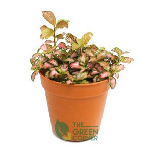 Fittonia albivenis Pink | The Green Corner
