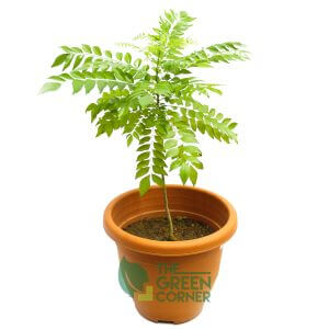 Murraya koenigii | The Green Corner