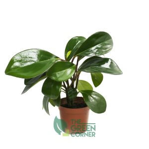 Peperomia obtusifolia | The Green Corner