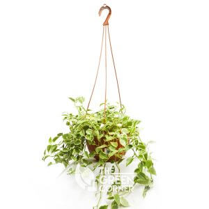 Peperomia scandens Variegata | The Green Corner