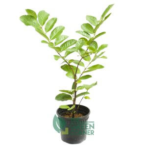 Psidium guajava | The Green Corner