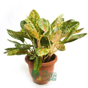 Aglaonema 'Donna Carmen' | Prince's Landscape