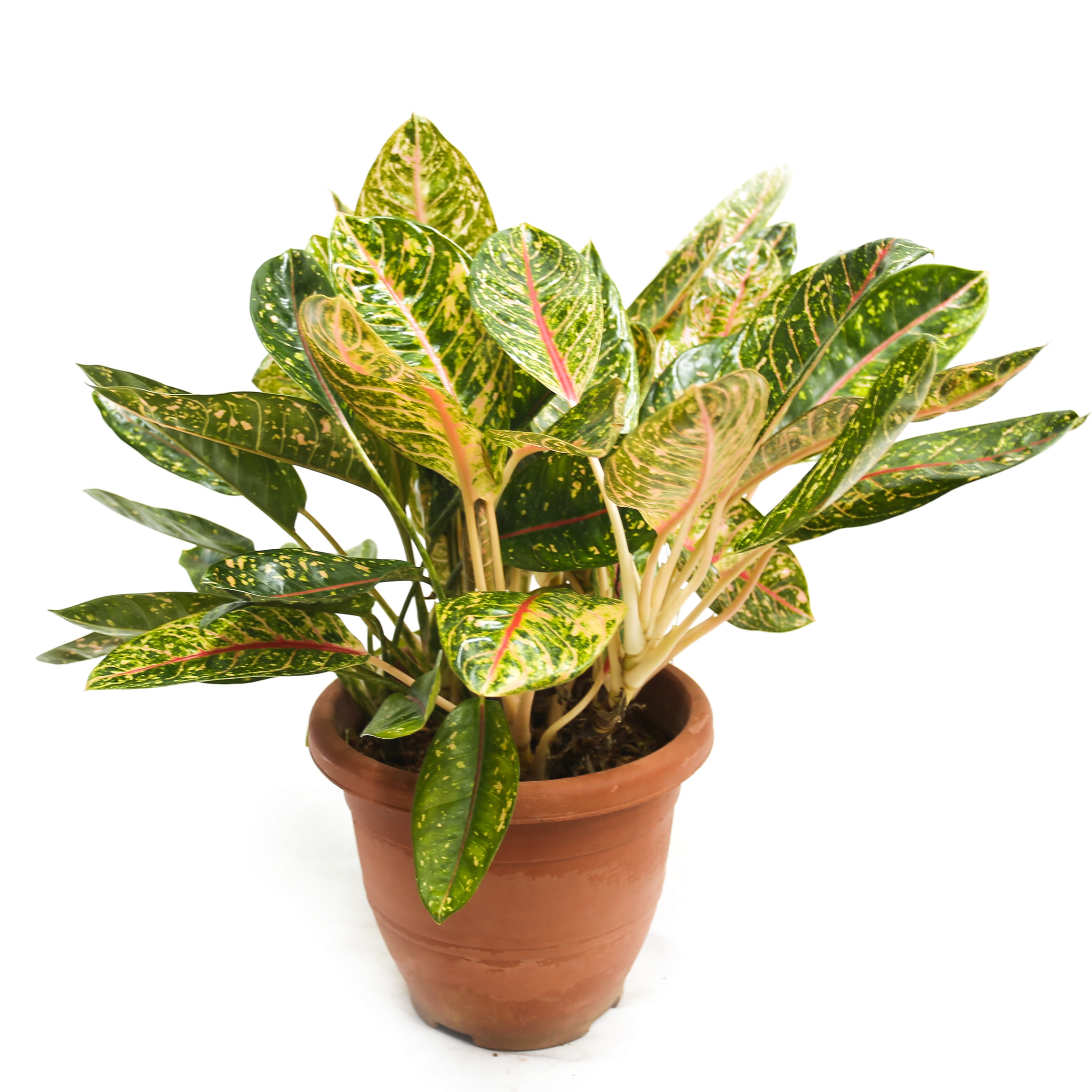  Aglaonema  Donna Carmen Prince s Landscape Construction