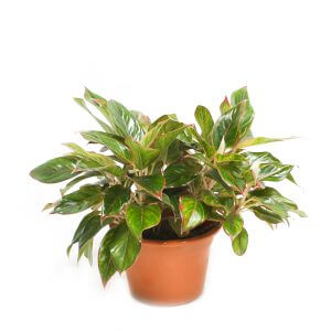 Aglaonema 'Siam Aurora' by Prince's