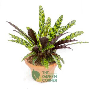Calathea insignis | The Green Corner