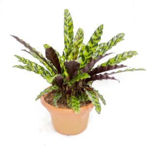 Calathea insignis by Prince's