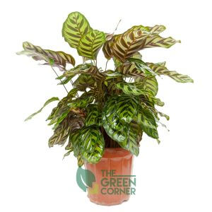 Calathea makoyana | The Green Corner