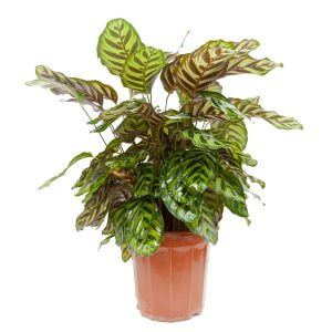 Calathea makoyana by Prince's