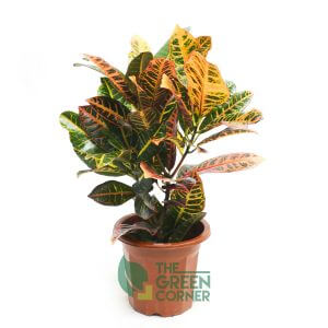 Codiaeum variegatum | The Green Corner