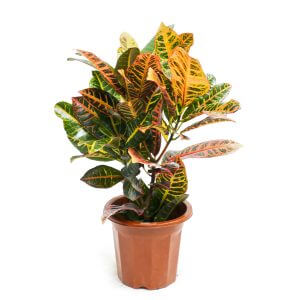 Codiaeum variegatum cultivars by Prince's