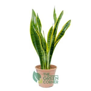 Sansevieria trifasciata | The Green Corner