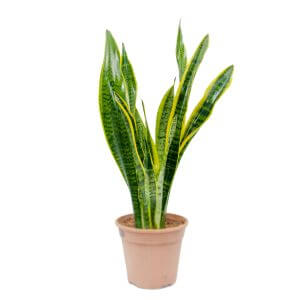 Sansevieria trifasciata by Prince's