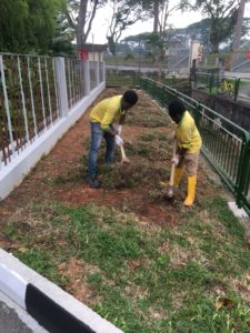 Re-Turfing Process along Roadside at Residential Property