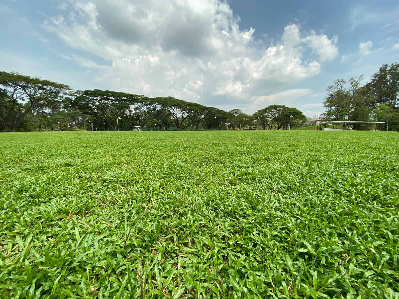 1 Turfing Services in Singapore Artificial Carpet Grass Maintenance