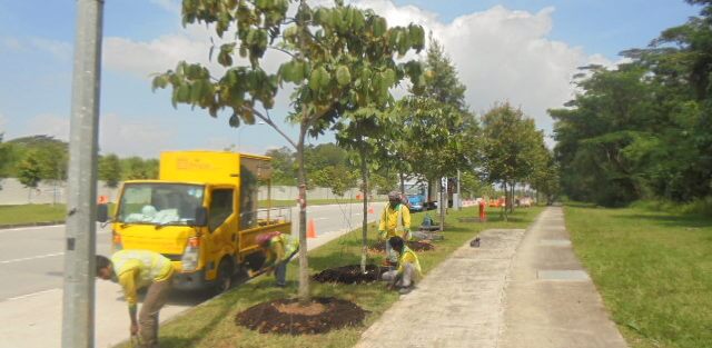 Tree Planting in Singapore