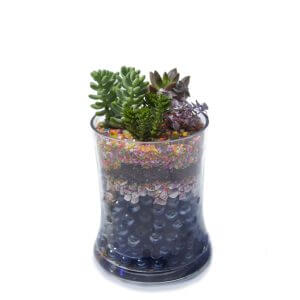 Succulents