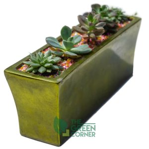 Train of Succulents Product