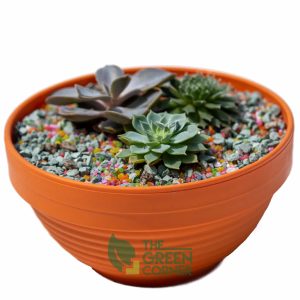 Succulent Garden | The Green Corner