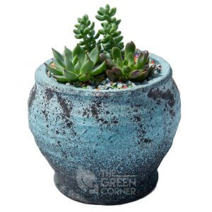 Succulent Sanctuary | The Green Corner