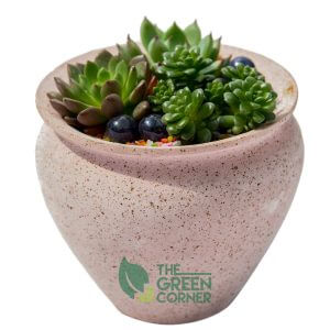 Sweet Succulents | The Green Corner